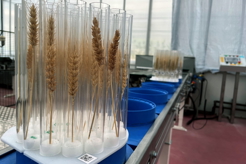 Sample holder loaded with ears for which will be non-destructively segmented and measured as individual grains