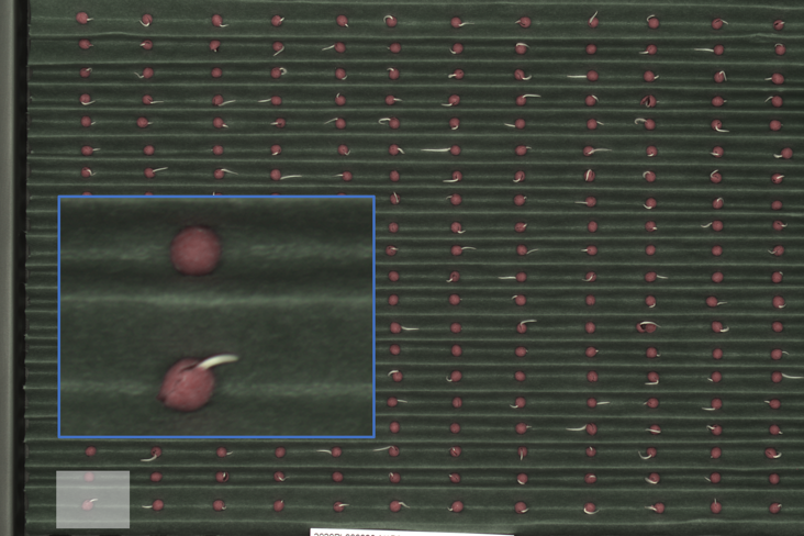 High resolution image data tray based radicle emergence